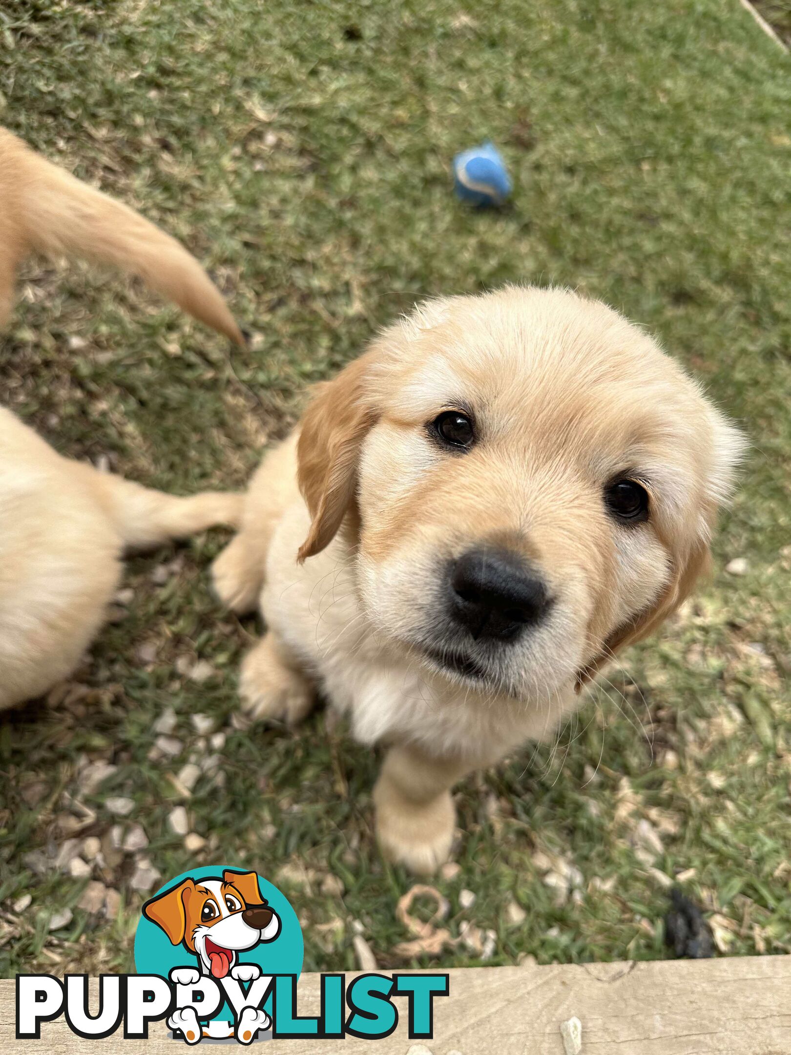 Golden Retriever Puppy