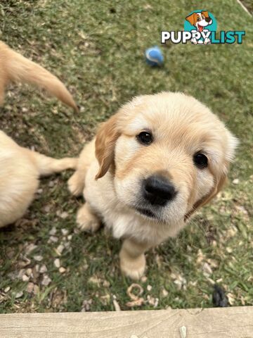 Golden Retriever Puppy