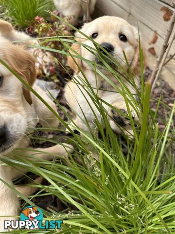 Golden Retriever Puppy