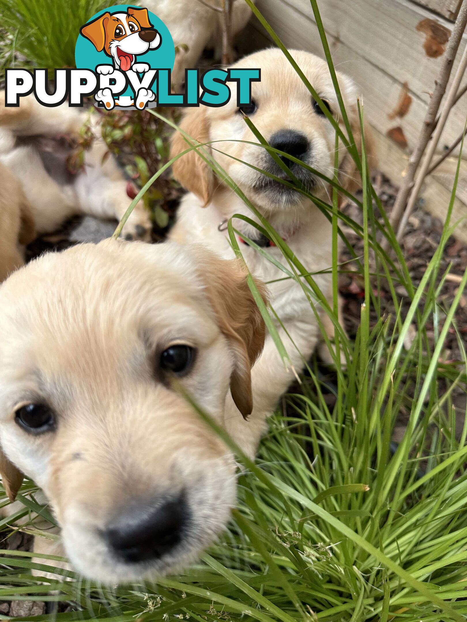 Golden Retriever Puppy