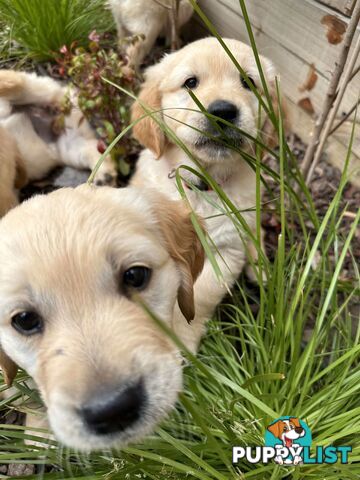 Golden Retriever Puppy