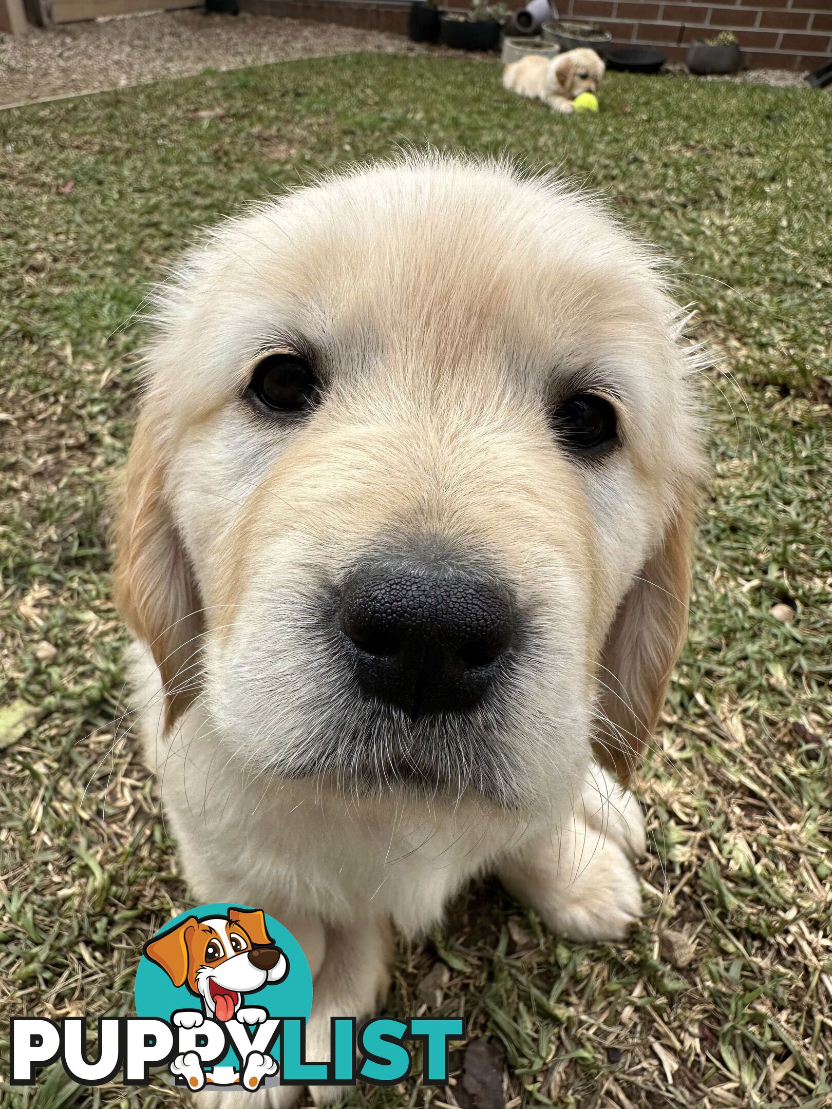 Golden Retriever Puppy