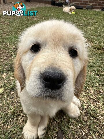 Golden Retriever Puppy