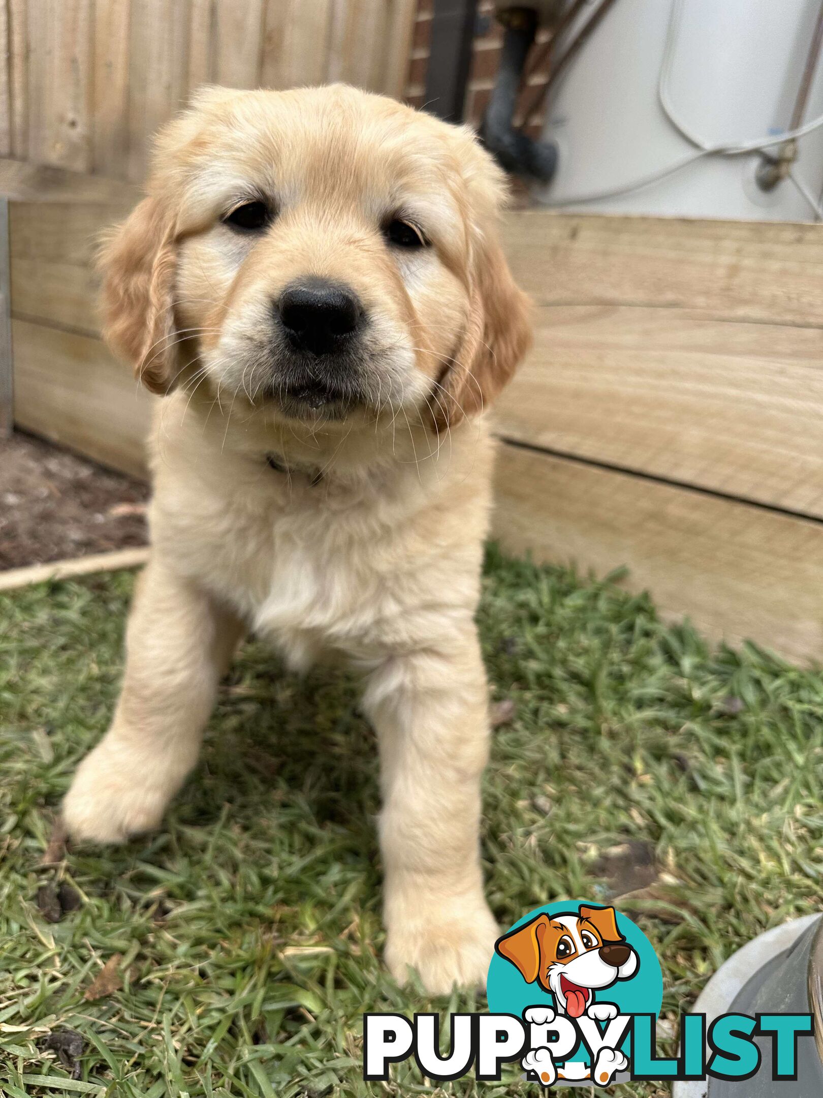 Golden Retriever Puppy