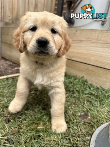 Golden Retriever Puppy