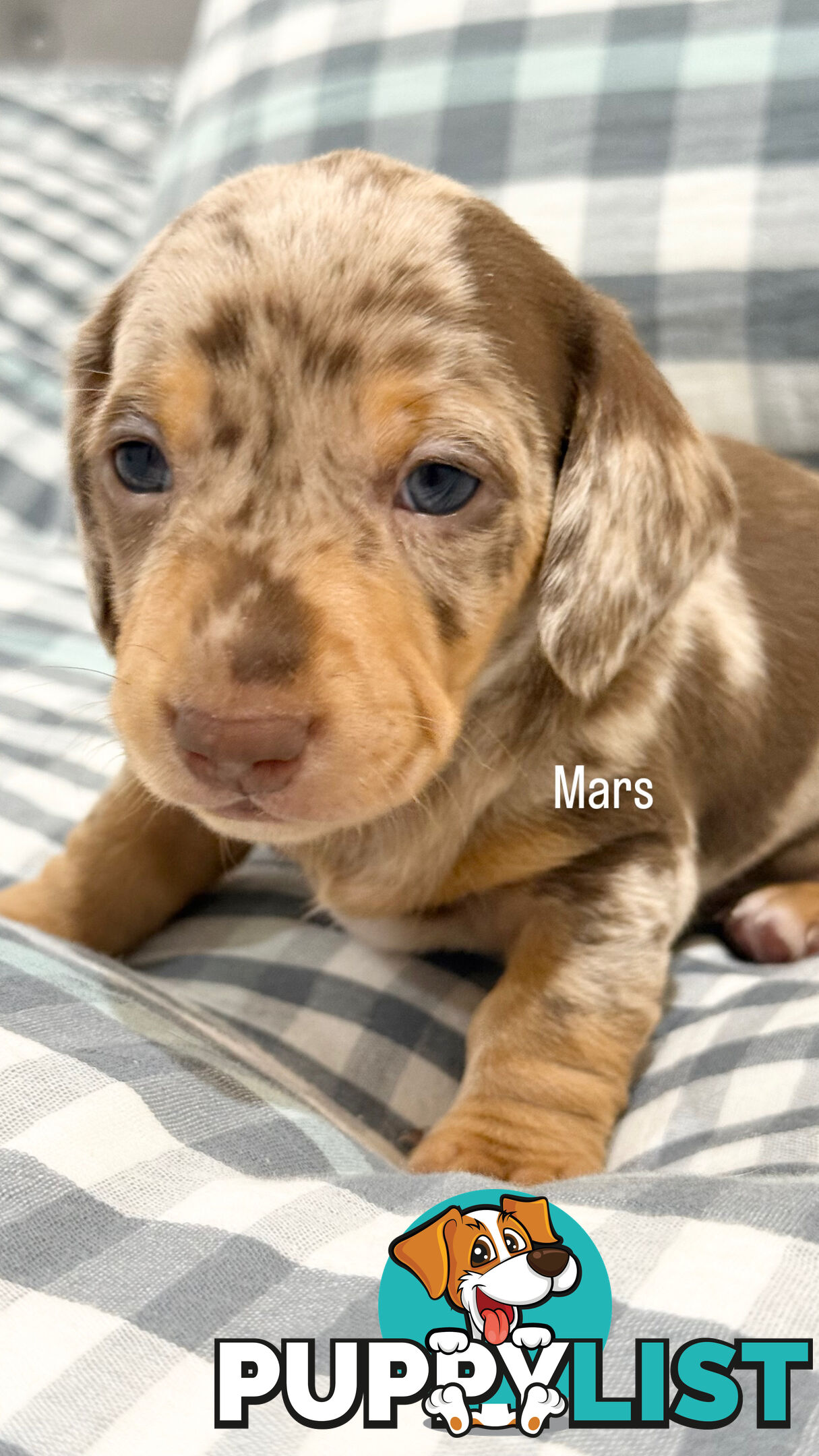 Miniature Dachshunds