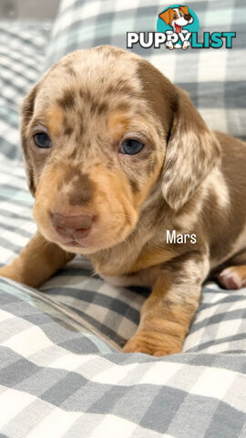 Miniature Dachshunds