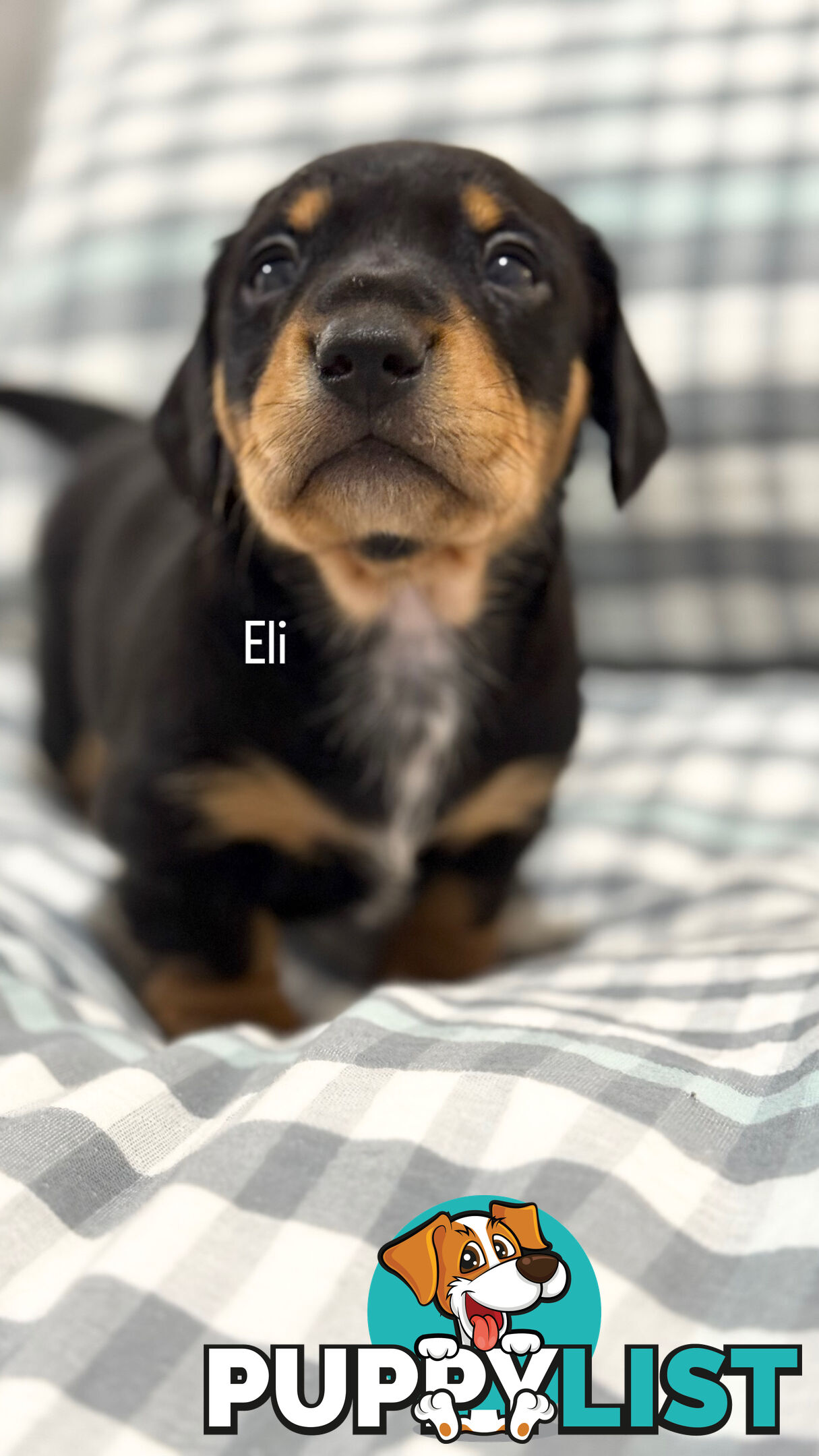 Miniature Dachshunds