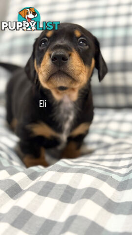 Miniature Dachshunds