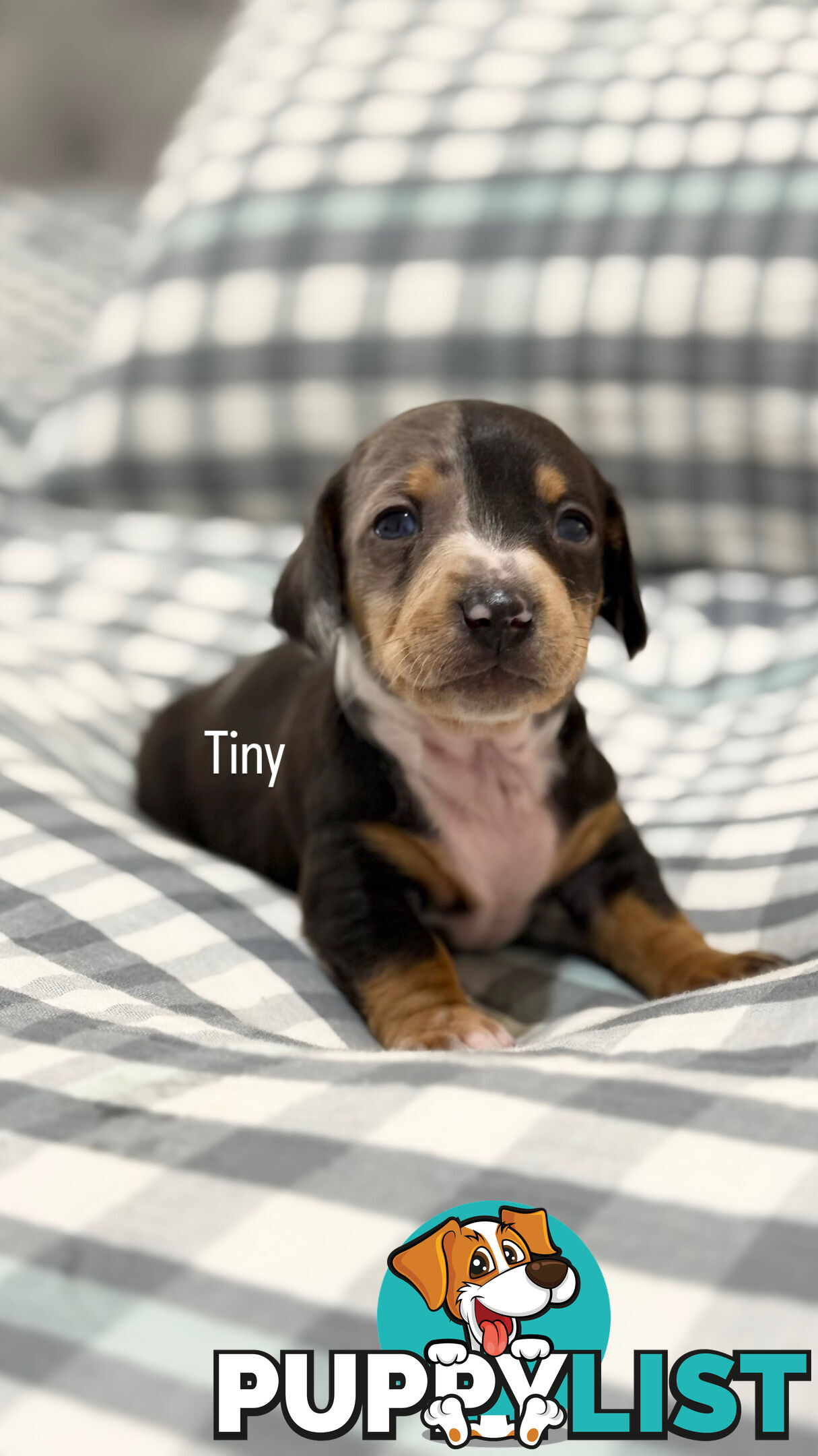 Miniature Dachshunds