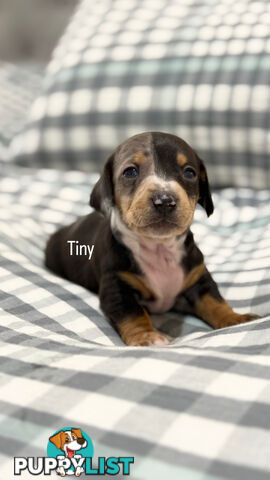 Miniature Dachshunds