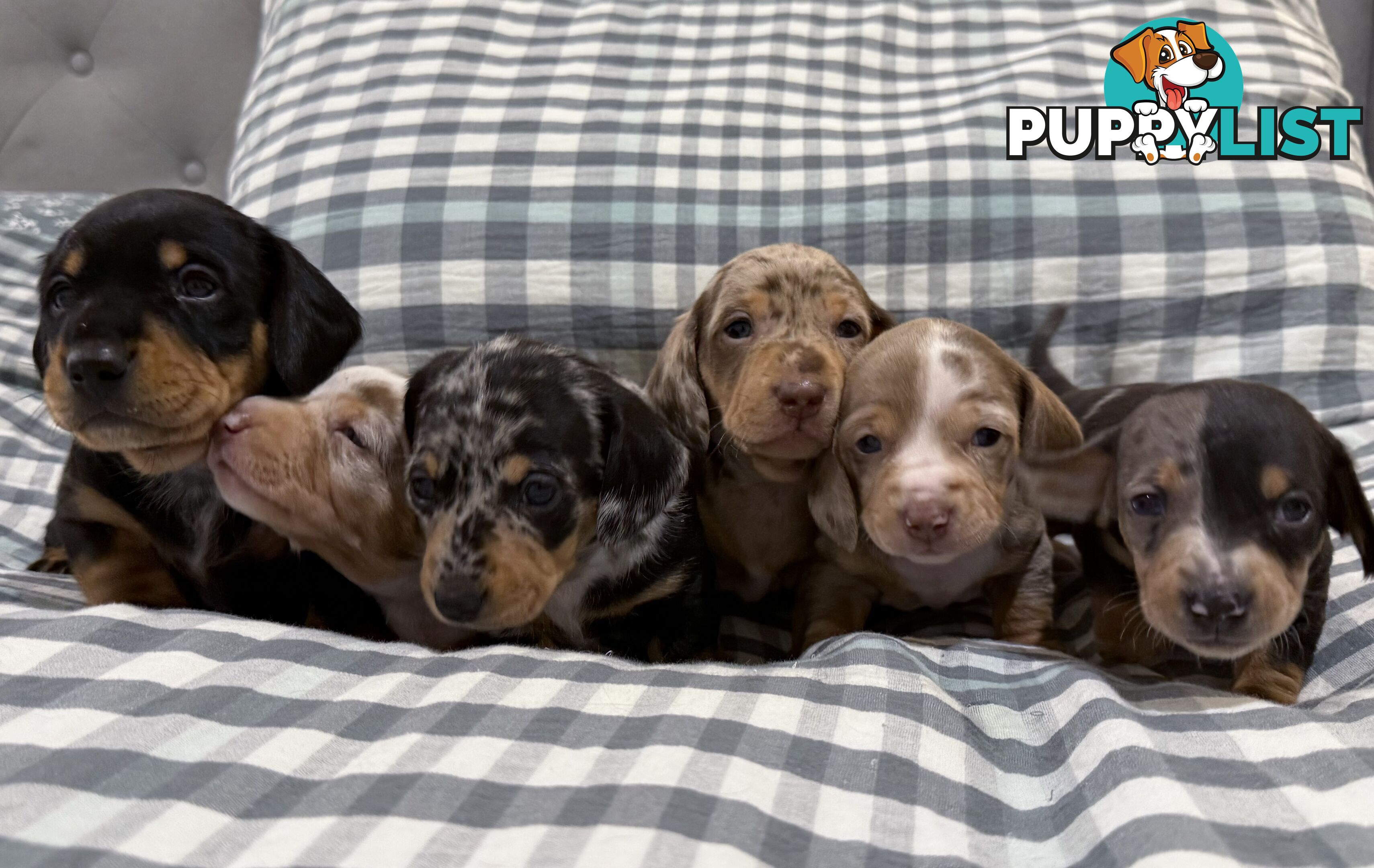 Miniature Dachshunds