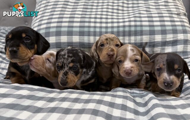 Miniature Dachshunds