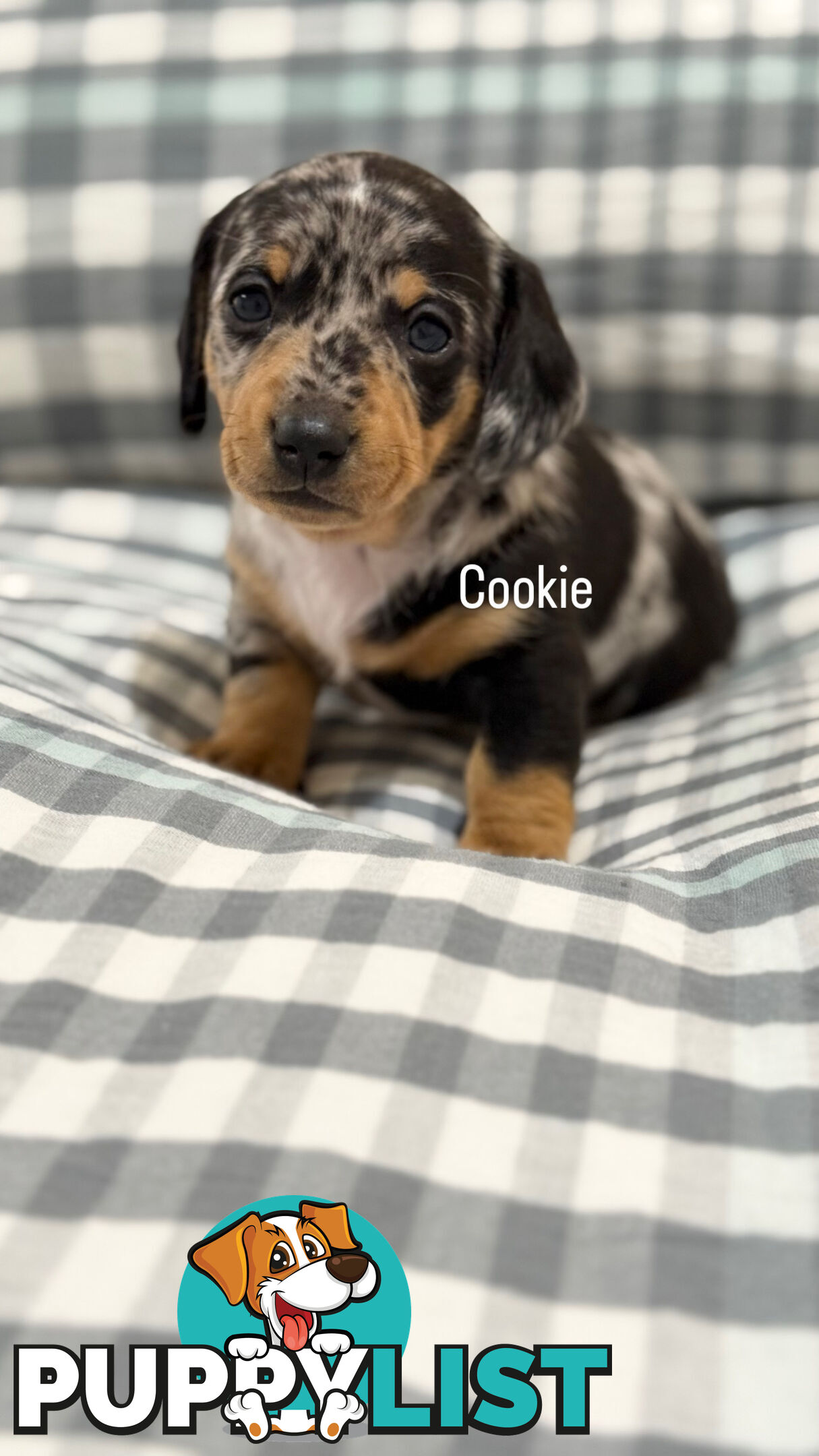 Miniature Dachshunds