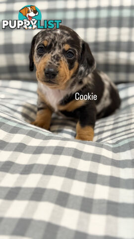 Miniature Dachshunds