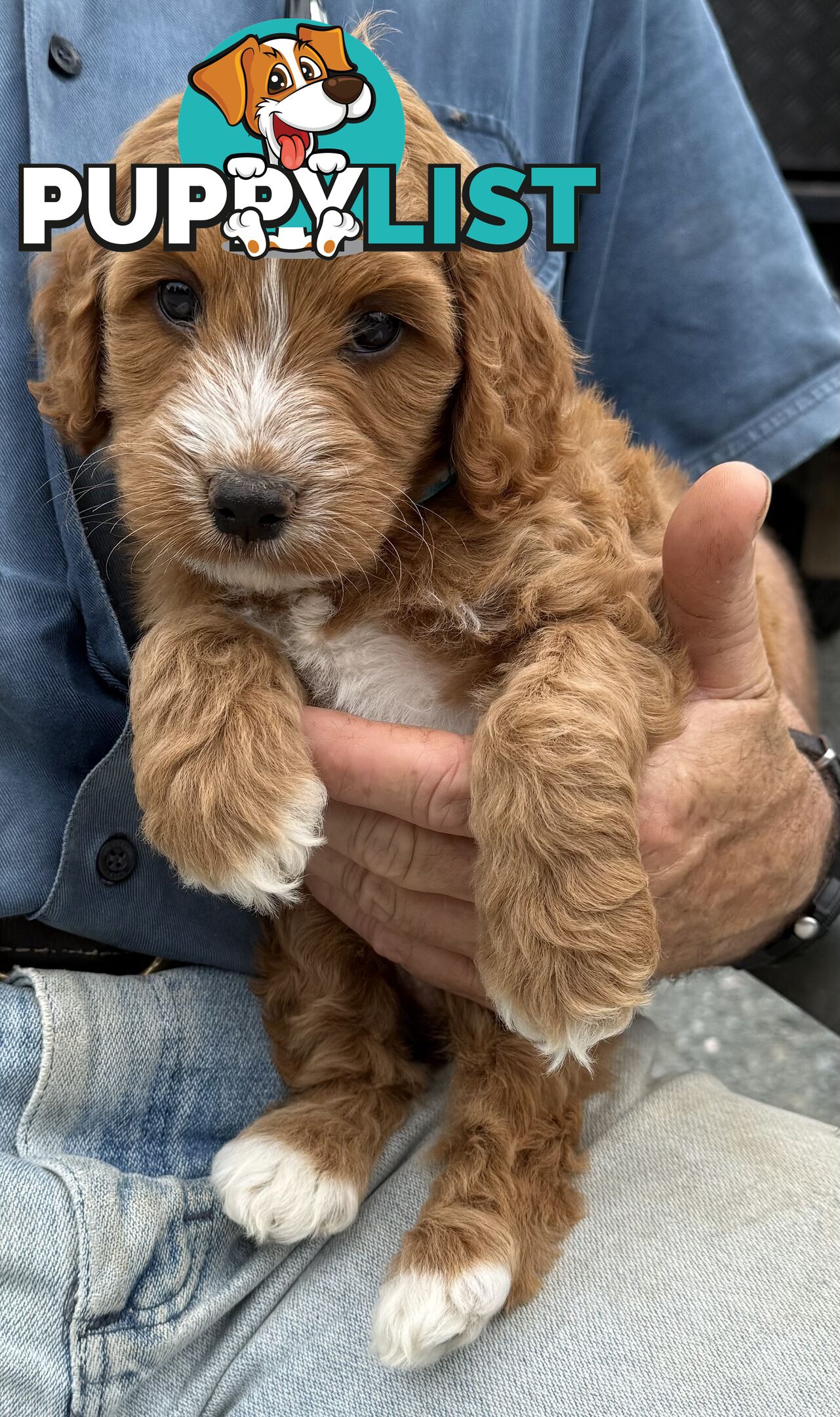 Spoodle Puppies