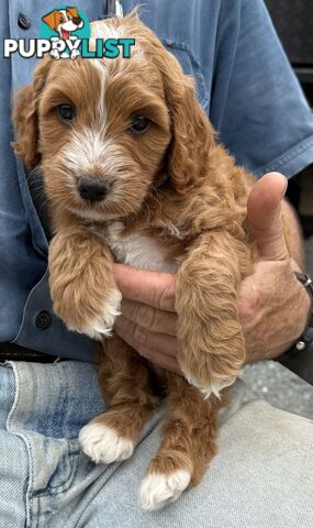 Spoodle Puppies