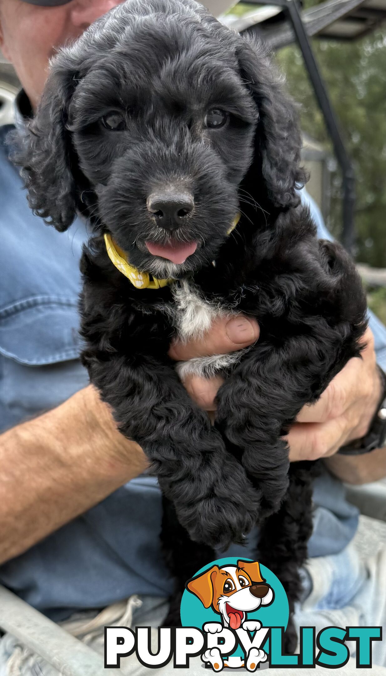 Spoodle Puppies