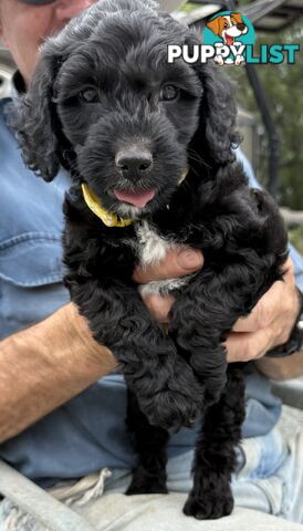 Spoodle Puppies