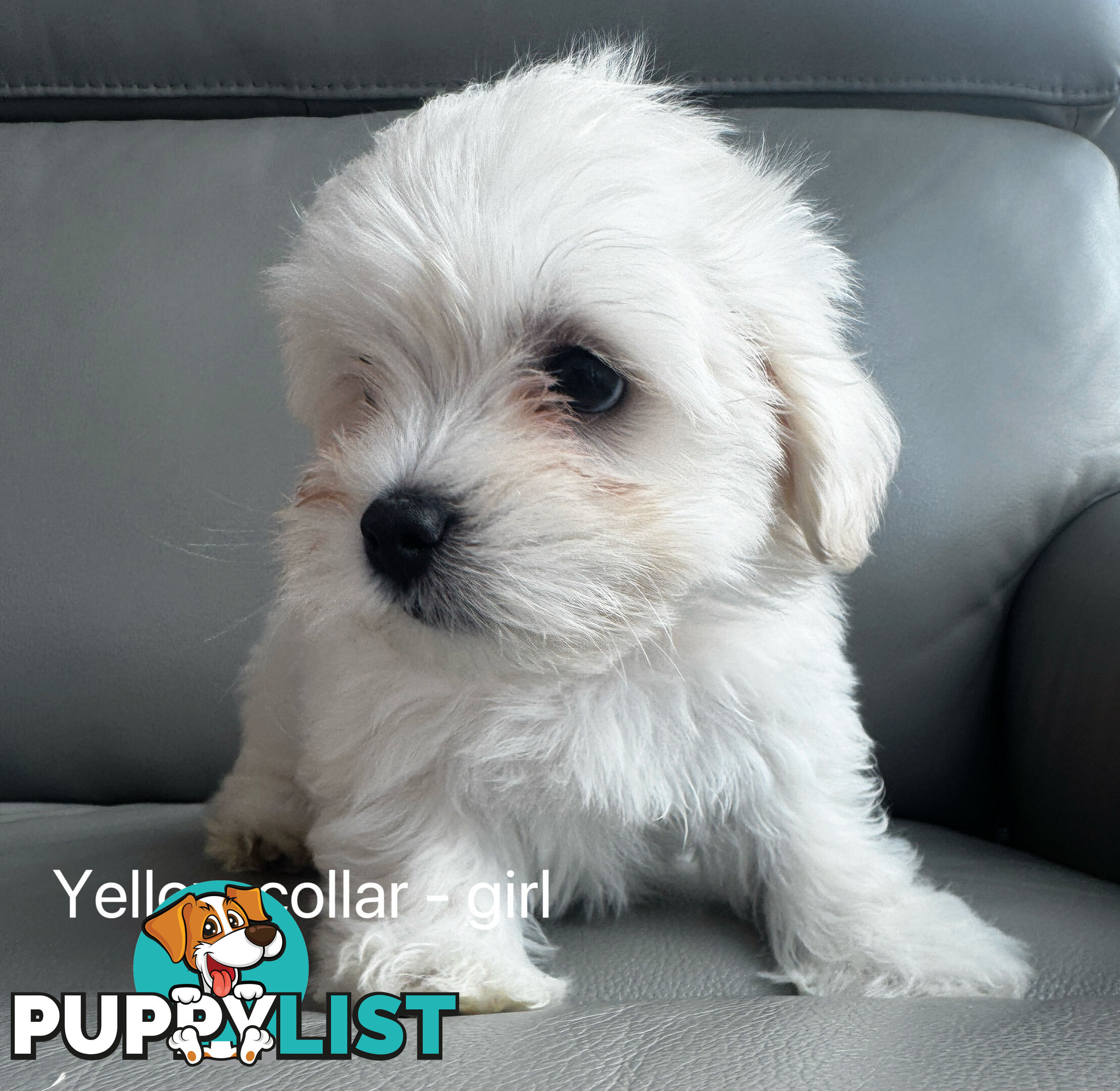 Adorable Maltese Puppies for Sale – Ready for Their Forever Homes! 🐾