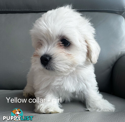 Adorable Maltese Puppies for Sale – Ready for Their Forever Homes! 🐾