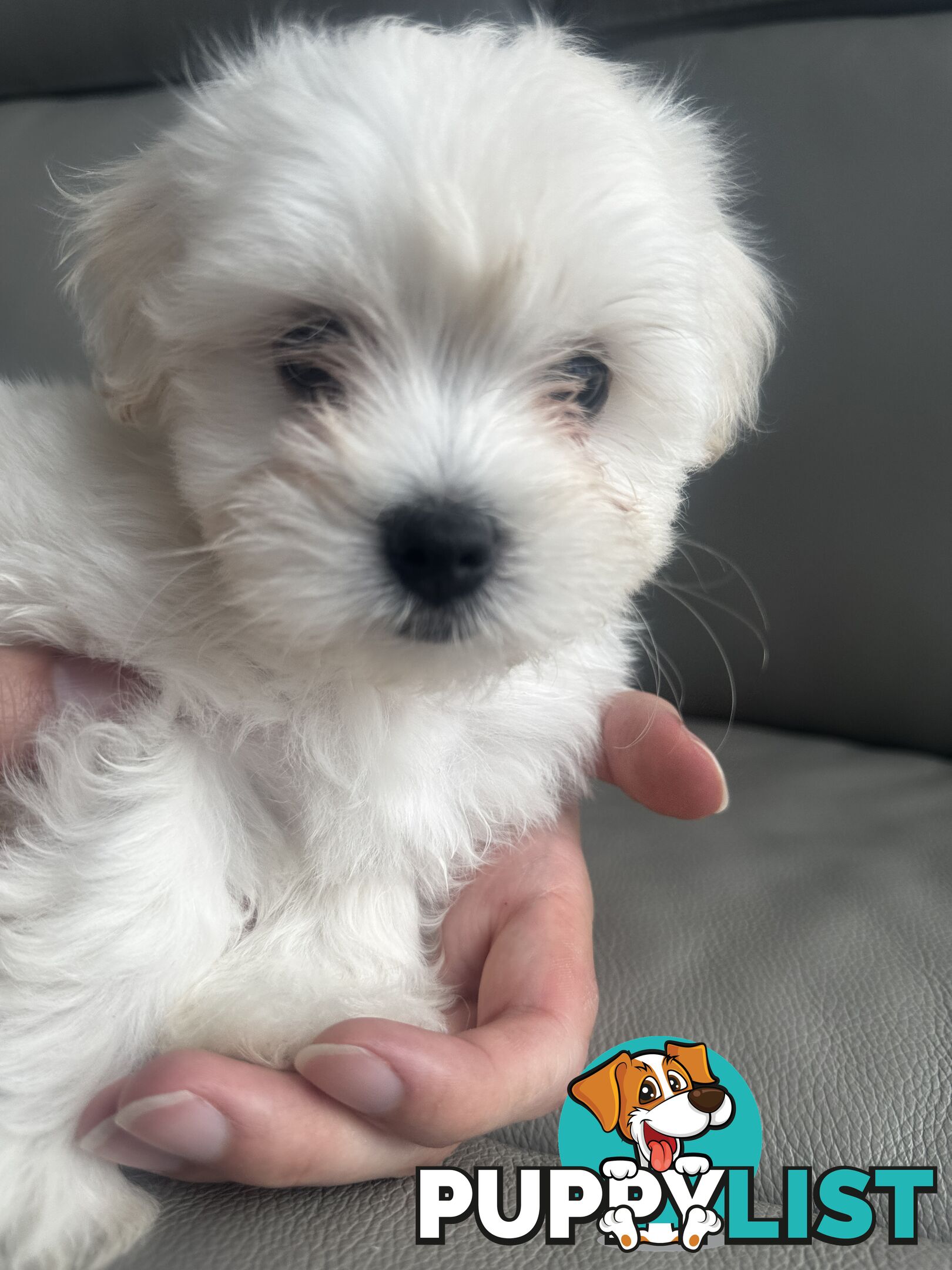 Adorable Maltese Puppies for Sale – Ready for Their Forever Homes! 🐾