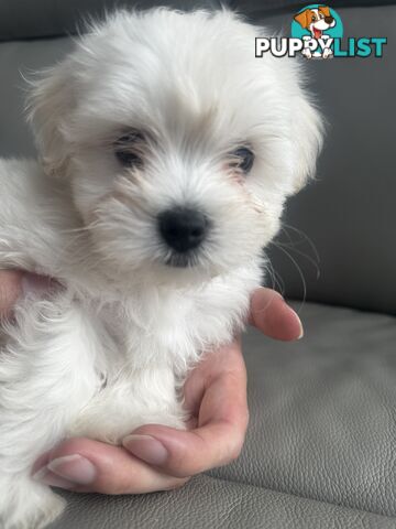 Adorable Maltese Puppies for Sale – Ready for Their Forever Homes! 🐾