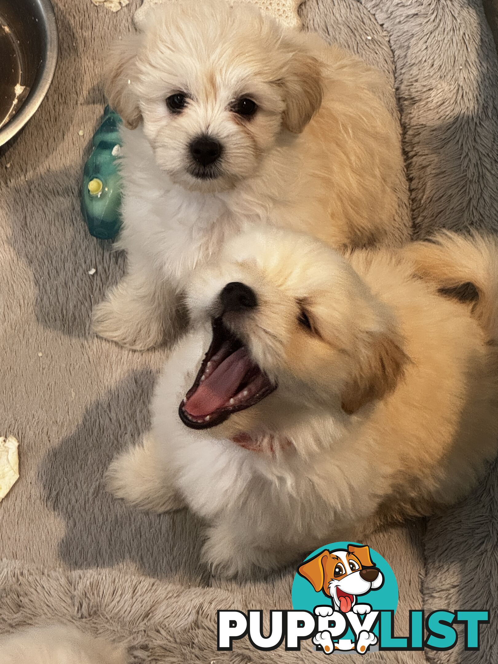 Adorable Maltese Puppies for Sale – Ready for Their Forever Homes! 🐾