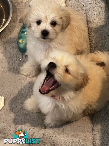 Adorable Maltese Puppies for Sale – Ready for Their Forever Homes! 🐾