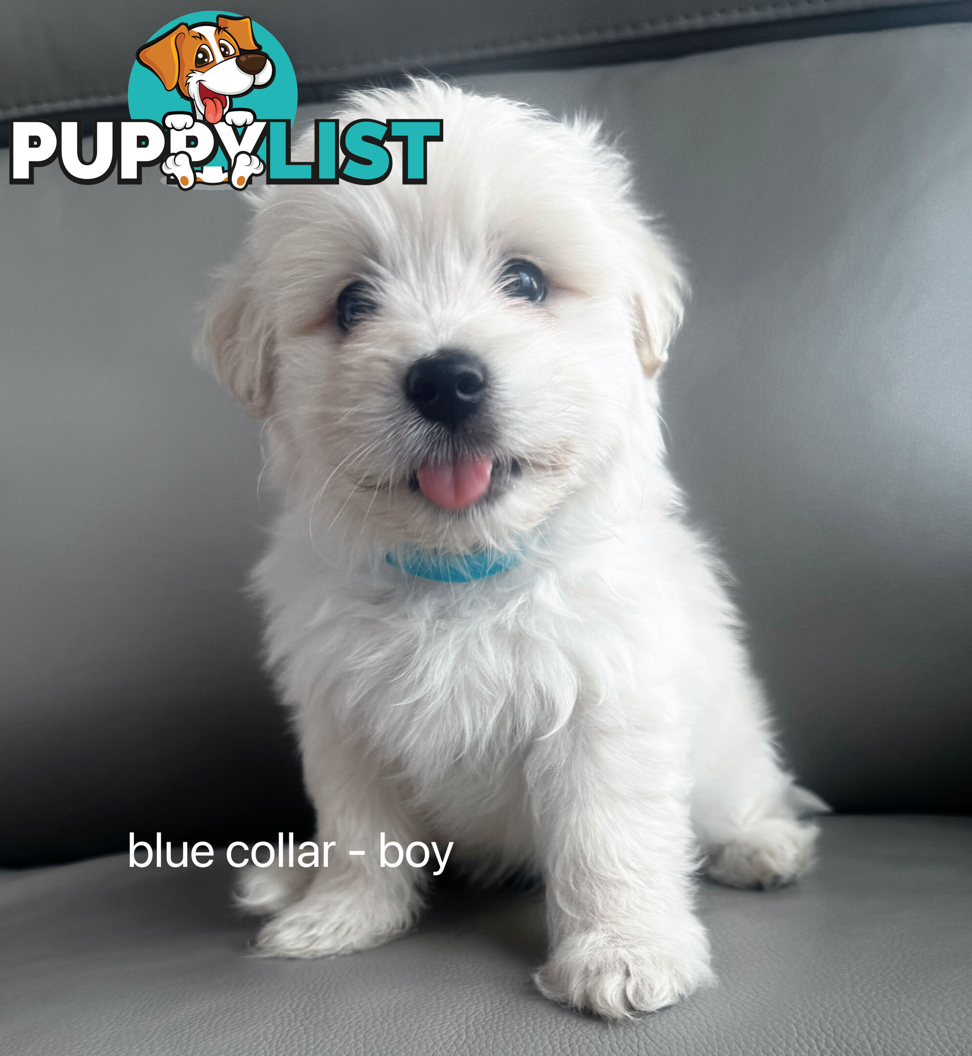 Adorable Maltese Puppies for Sale – Ready for Their Forever Homes! 🐾