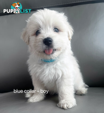 Adorable Maltese Puppies for Sale – Ready for Their Forever Homes! 🐾