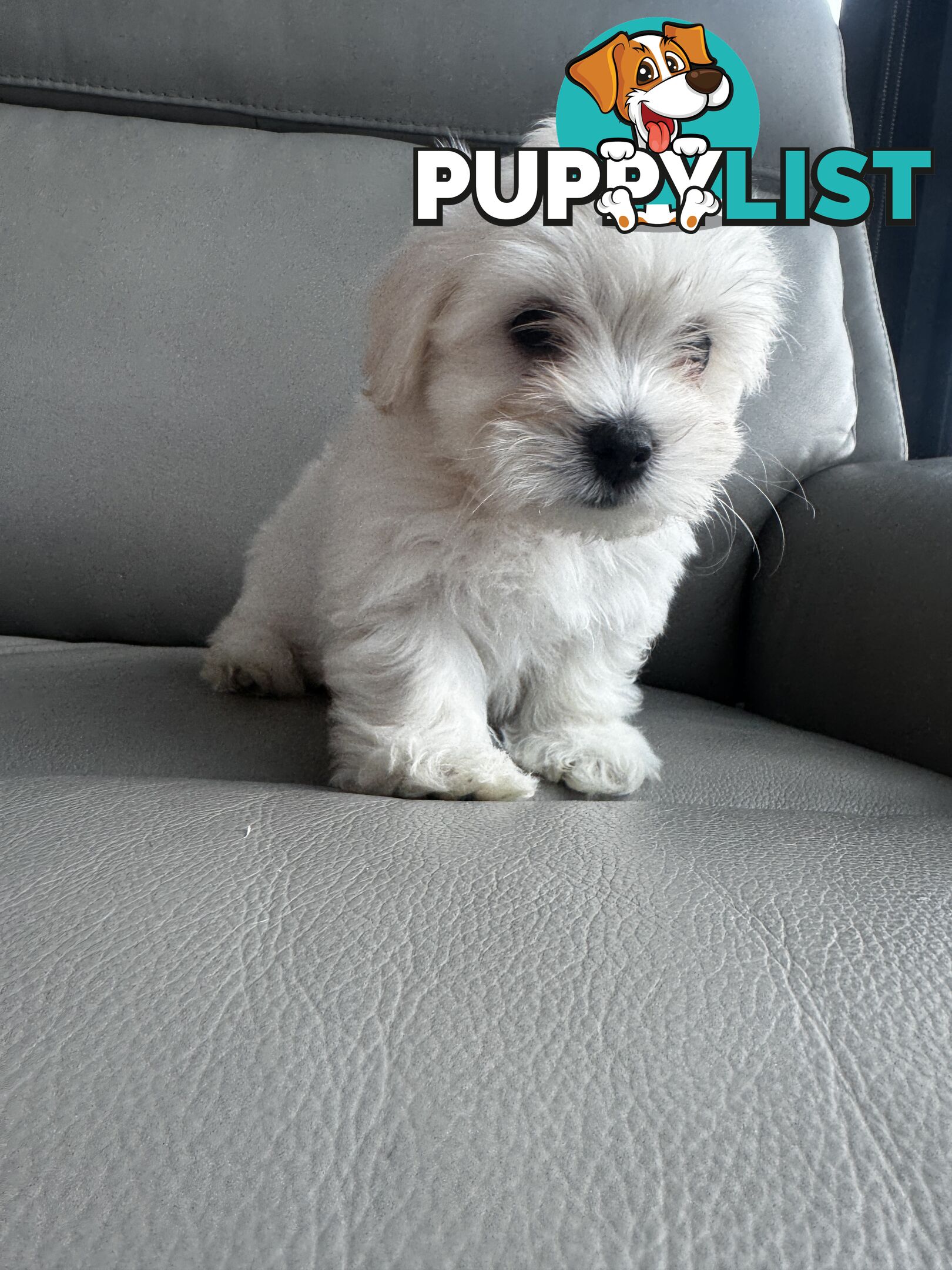 Adorable Maltese Puppies for Sale – Ready for Their Forever Homes! 🐾