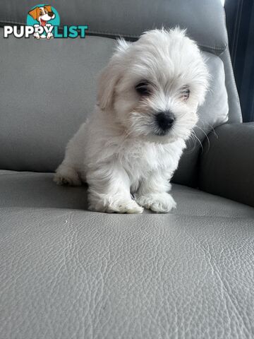 Adorable Maltese Puppies for Sale – Ready for Their Forever Homes! 🐾