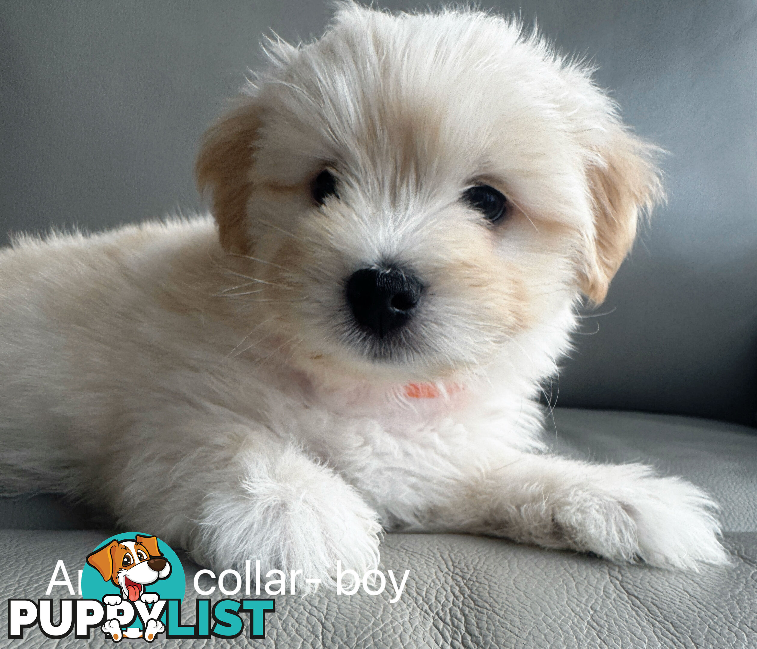 Adorable Maltese Puppies for Sale – Ready for Their Forever Homes! 🐾