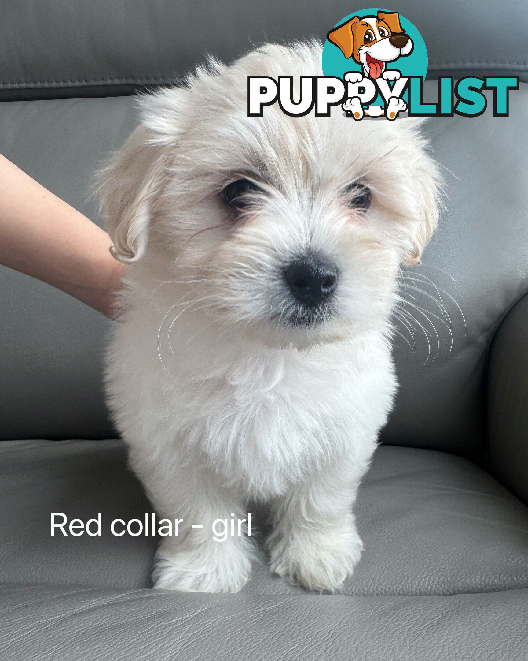 Adorable Maltese Puppies for Sale – Ready for Their Forever Homes! 🐾