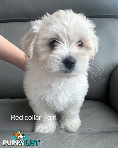 Adorable Maltese Puppies for Sale – Ready for Their Forever Homes! 🐾