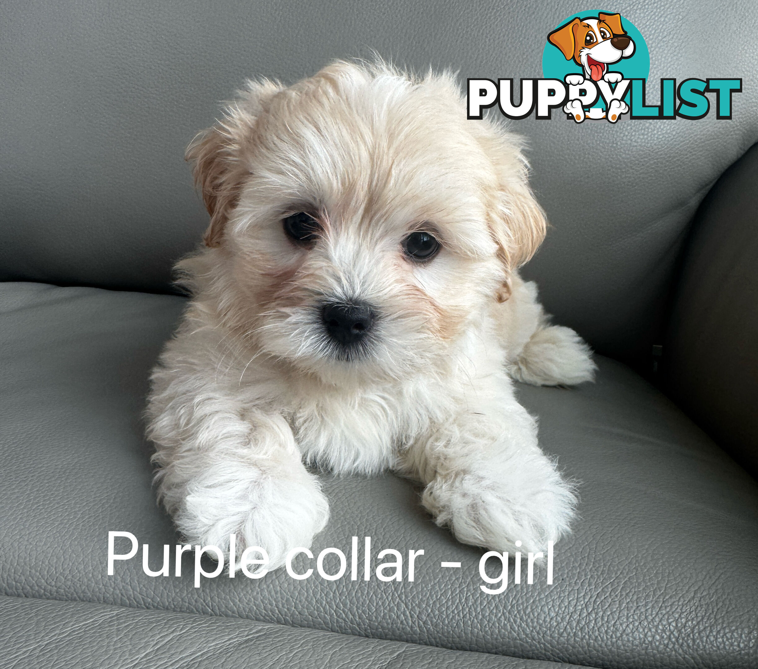 Adorable Maltese Puppies for Sale – Ready for Their Forever Homes! 🐾