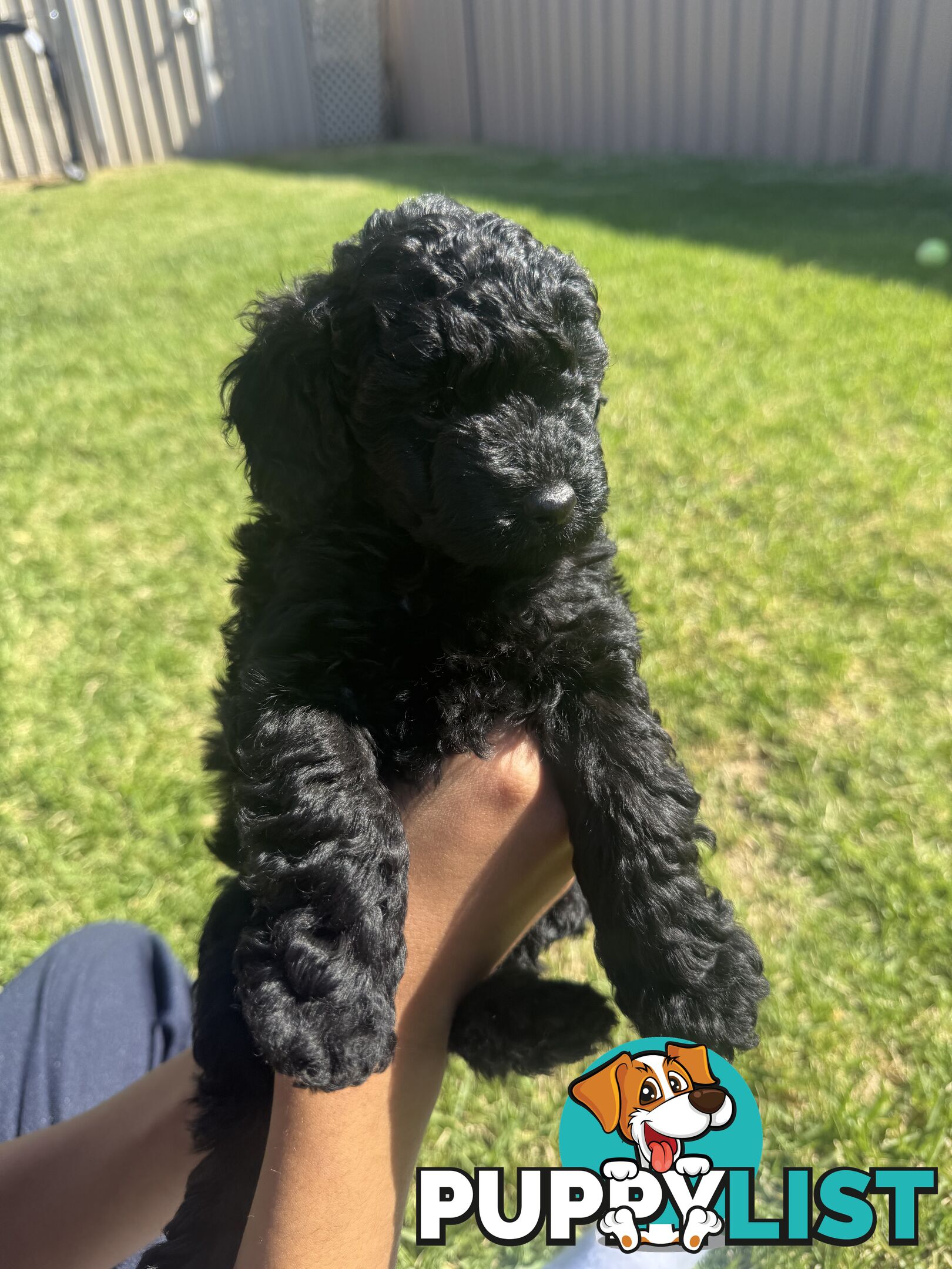 Toy Cavoodle puppies