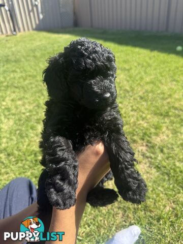 Toy Cavoodle puppies