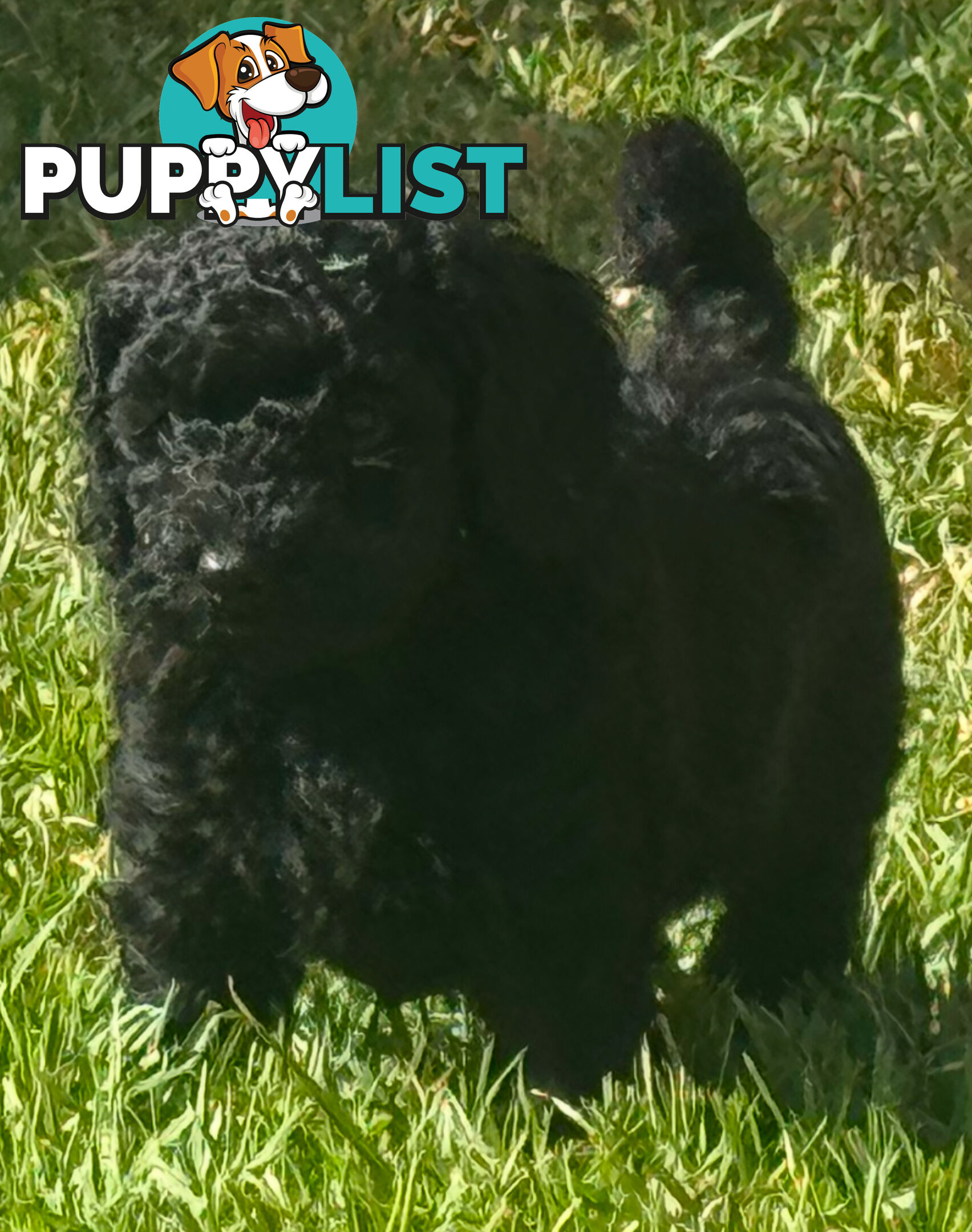 Toy Cavoodle puppies