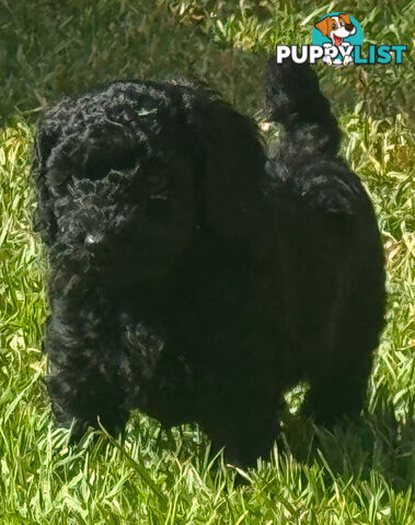 Toy Cavoodle puppies