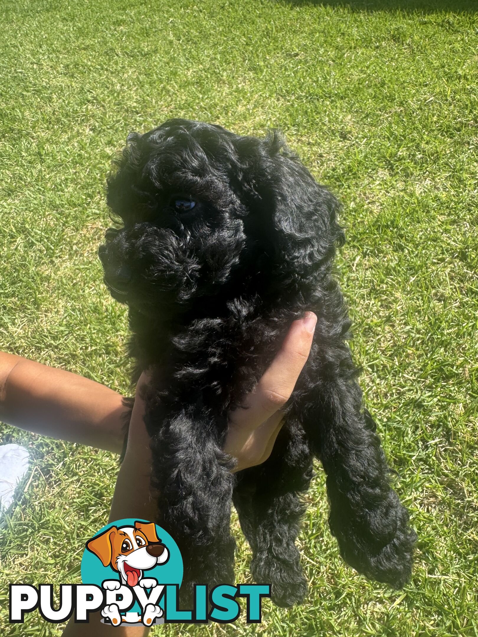 Toy Cavoodle puppies