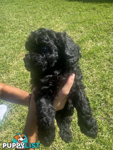 Toy Cavoodle puppies