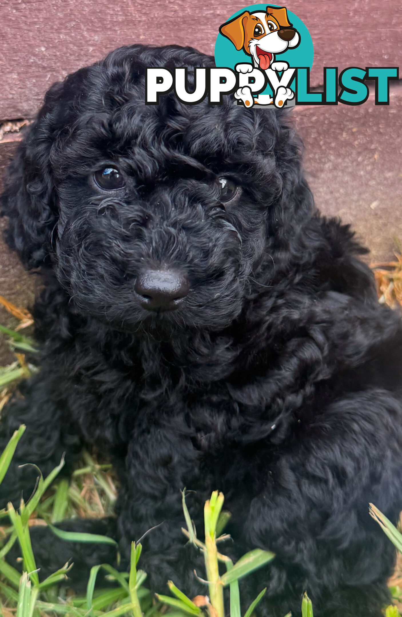 Toy Cavoodle puppies