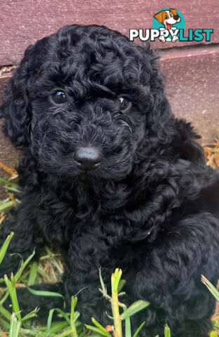 Toy Cavoodle puppies