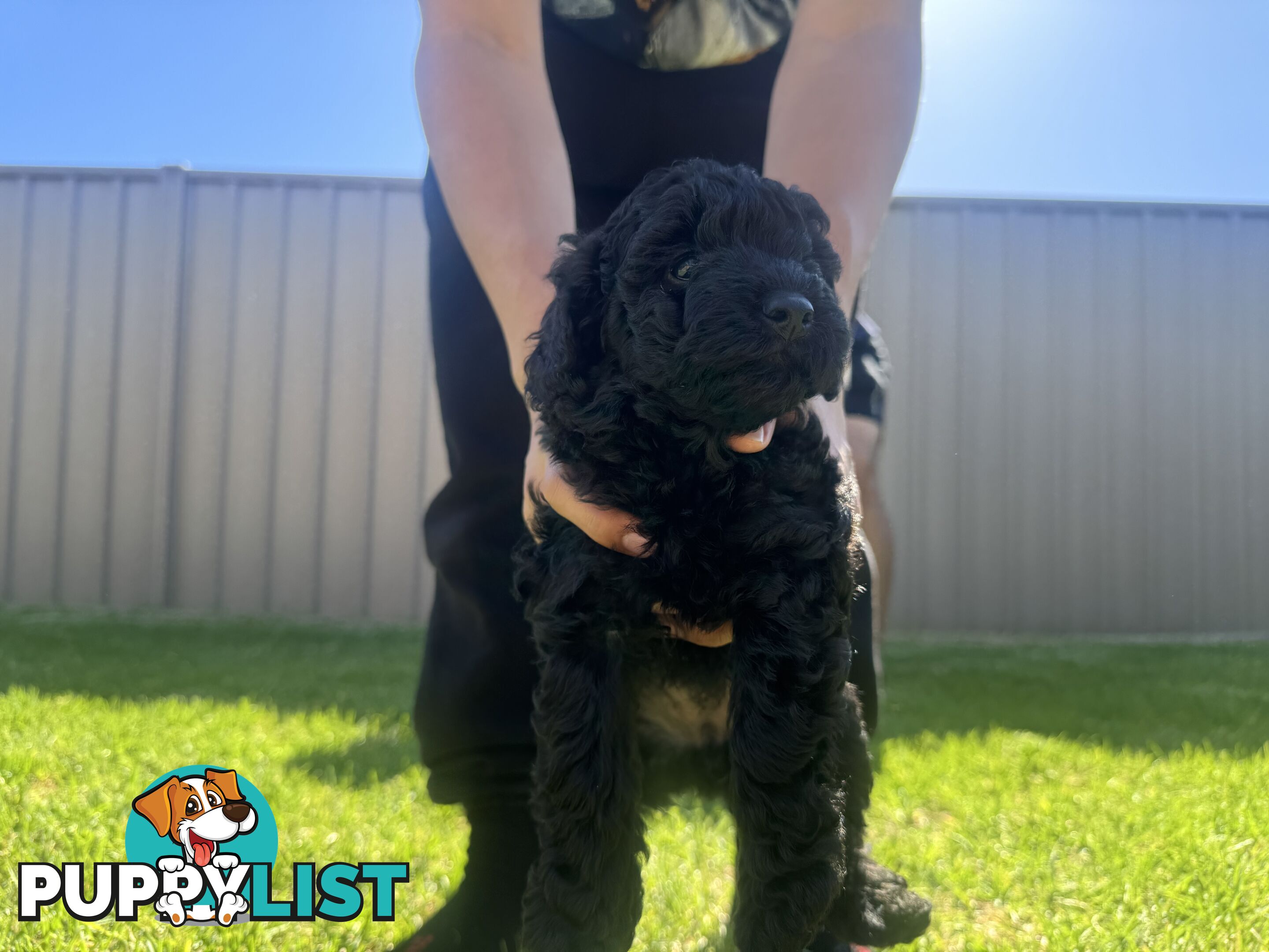 Toy Cavoodle puppies