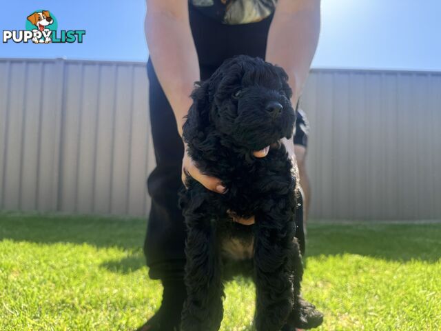 Toy Cavoodle puppies