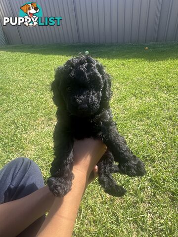 Toy Cavoodle puppies