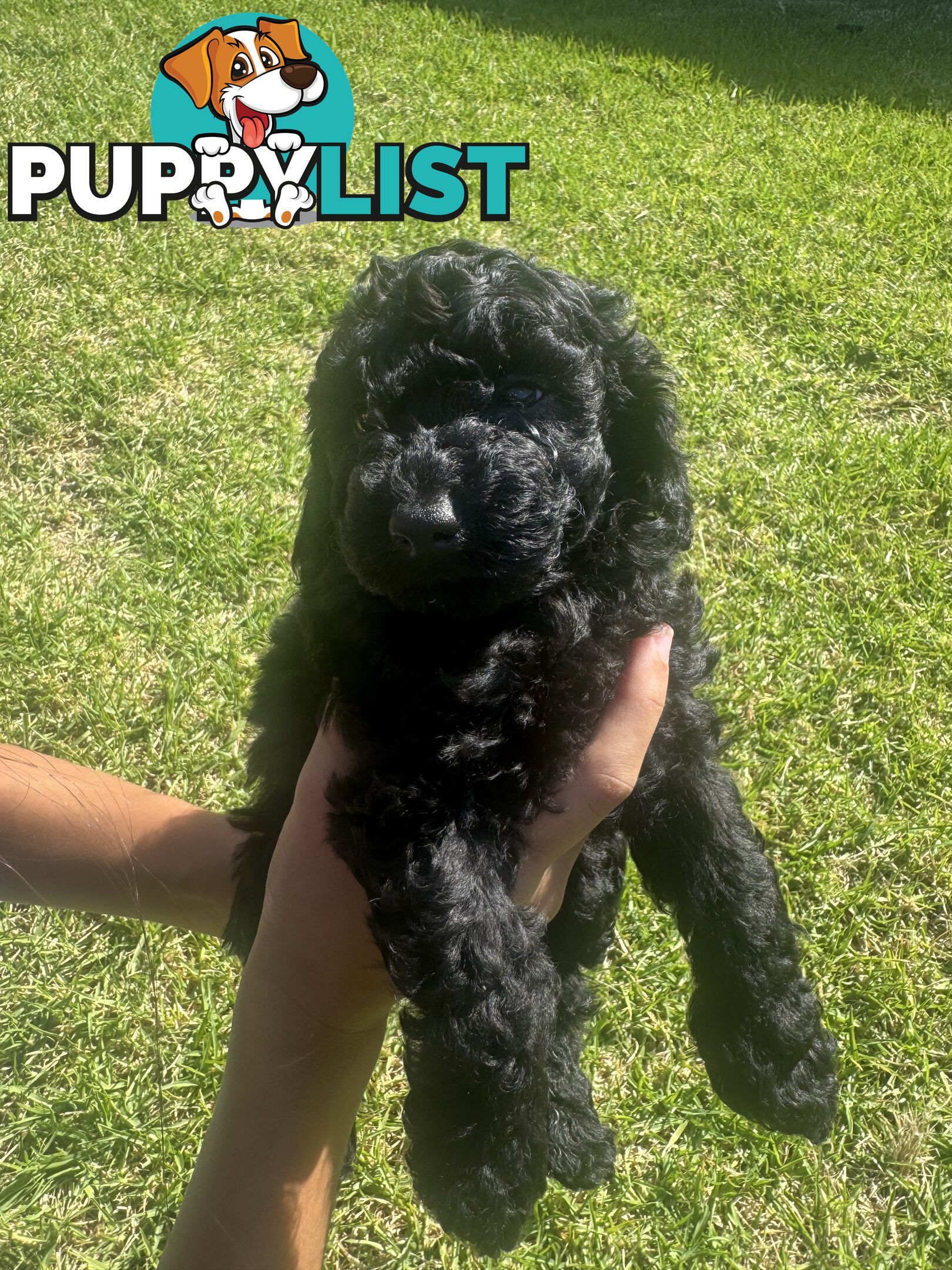 Toy Cavoodle puppies