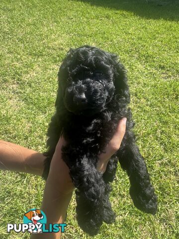 Toy Cavoodle puppies